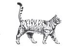 cypress independent program cat 1